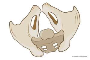 pelvic diagram