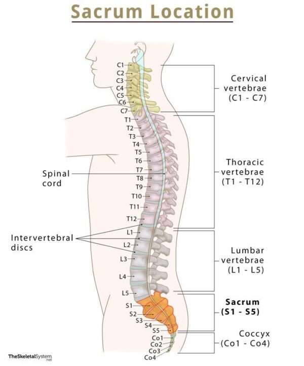 Normal Sacrum Alignment Causes & Solutions for Posterior Pelvic Tilt in Seating - Vivid Care