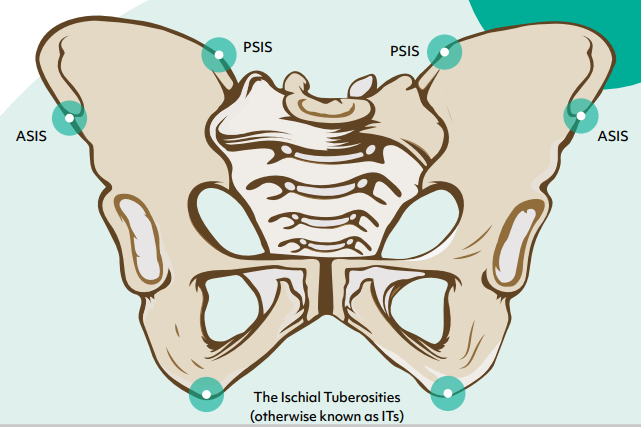 Labelled diagram of a human pelvis. taken from vivid care's seating eBook