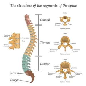 Spine diagram