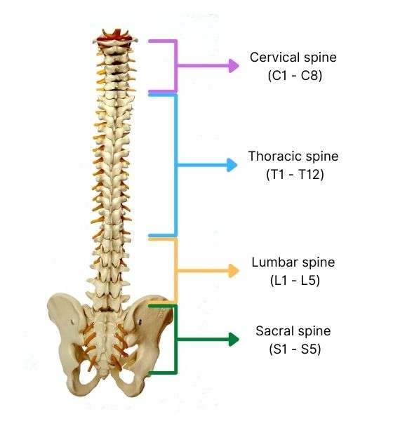 A diagram of the spine split into four sections