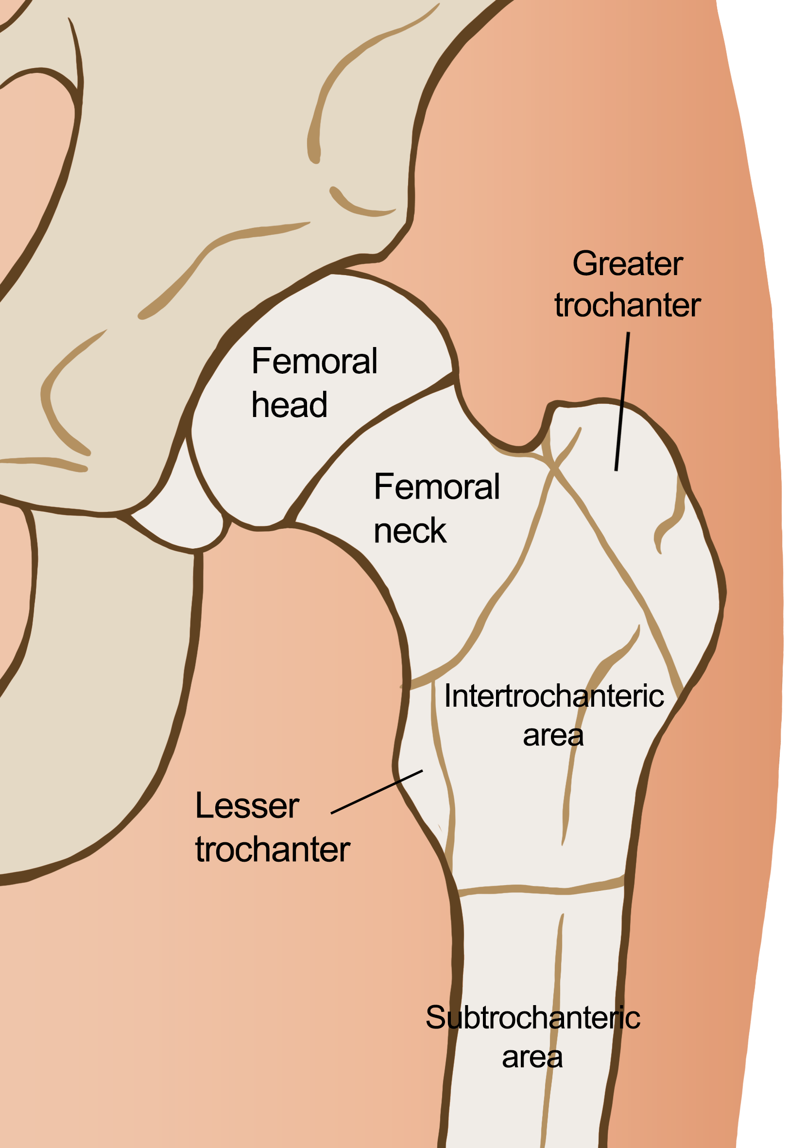 A diagram of the hip joint with the sections labelled.