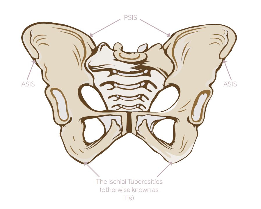 Labelled diagram of the human pelvis