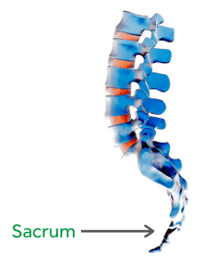 Where is the sacrum? Labelled lower back diagram